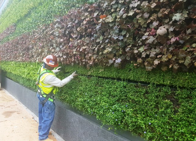 Worker adjusts plants (00000002)