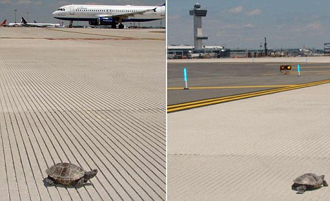 article-2009791-0CCBF60D00000578-896_468x286