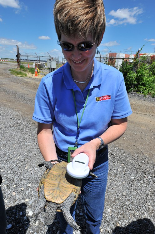 jfkdiamondbackturtles-125-6-12-13