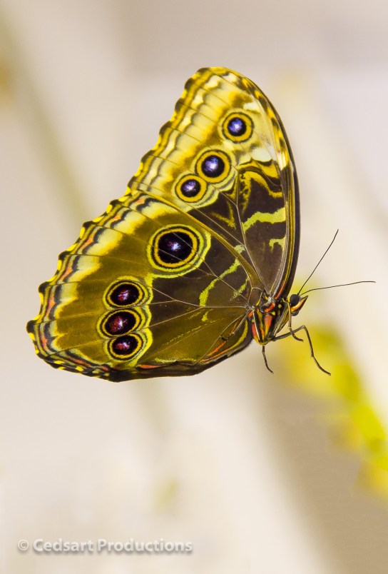 d-cedricks-butterfly-photo