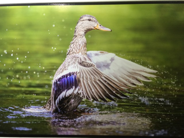 f-jims-mallard-photo