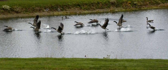 Geese-Takeoff-2-1024x427