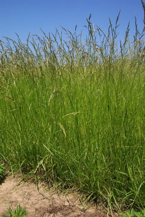 Tall+Fescue_TPhillips